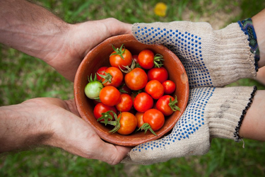 Food reframed: reflections on urban growing from Alice Brown